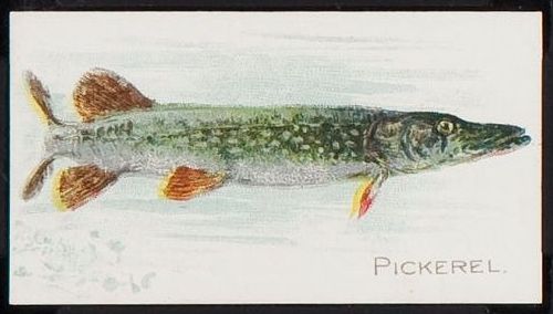 Pickerel